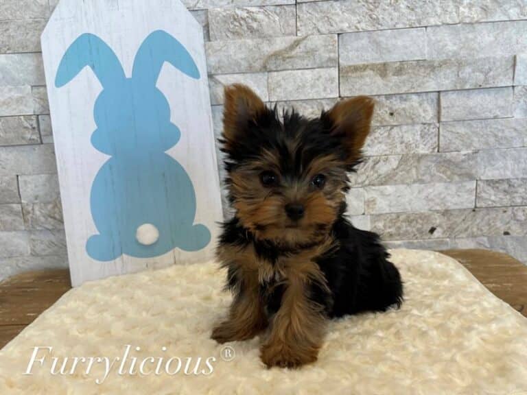 Duke - Yorkshire Terrier