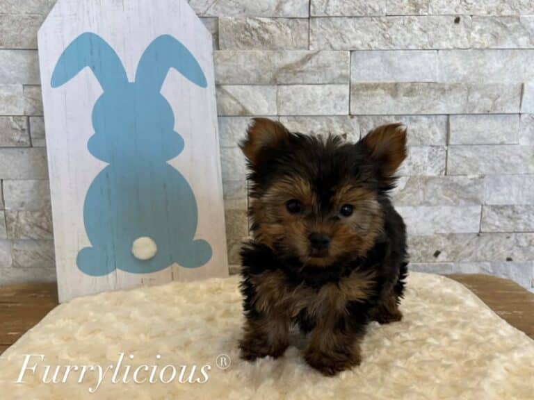 Tucker - Yorkshire Terrier