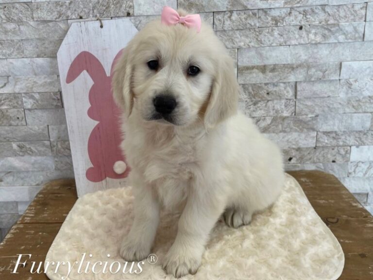 Sunshine(Sunny) - Golden Retriever