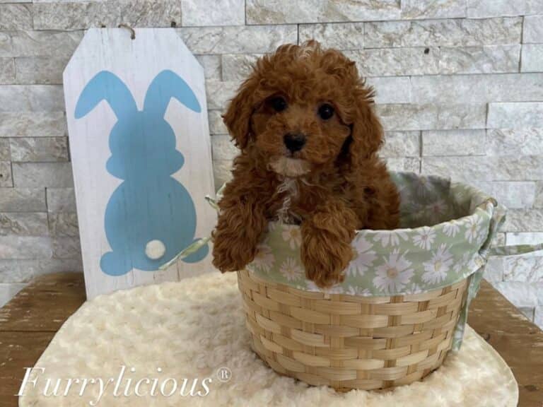 Eddie - Cavapoo