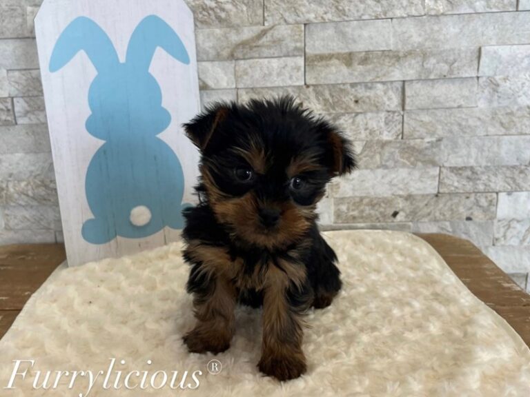 Ash - Yorkshire Terrier