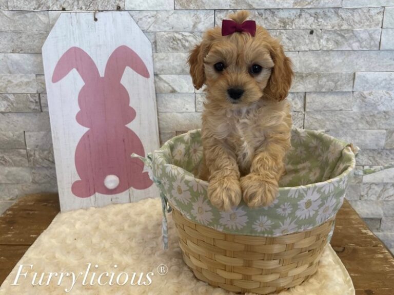 Minnie - CavaPooChon