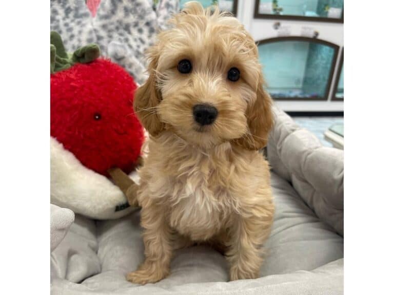 Harris - Cockapoo