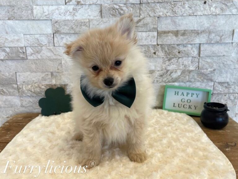 Pomeranian - Pomeranian
