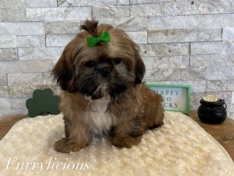 Shih Tzu - Shih Tzu
