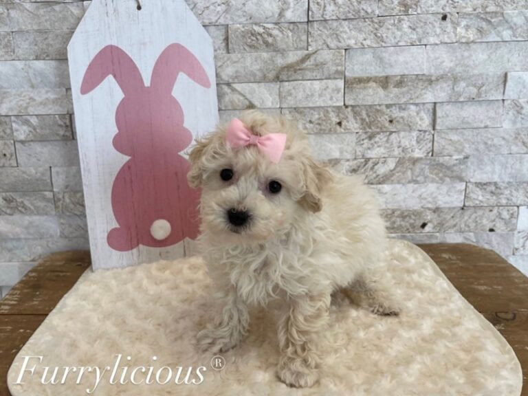 Harper - Bichapoo