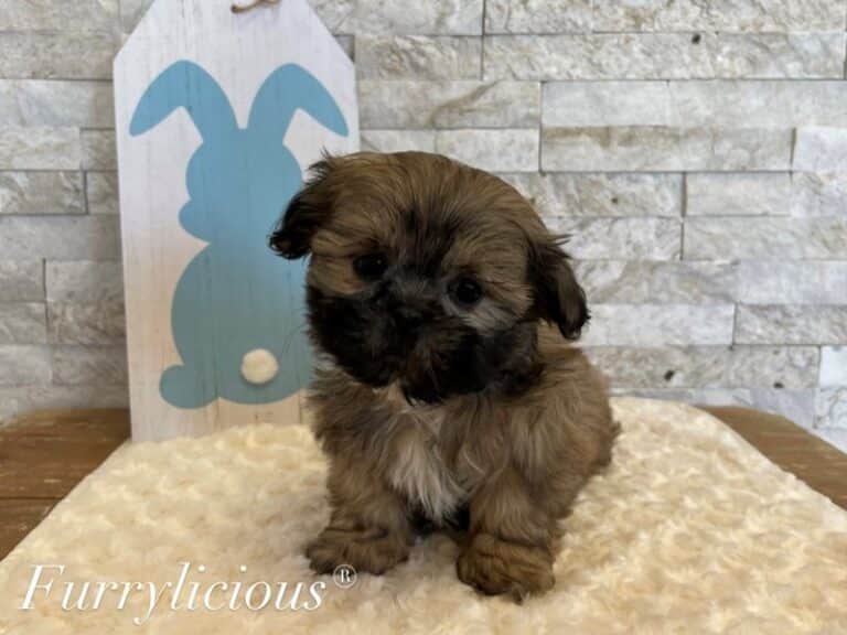 Mobey - Shih Tzu
