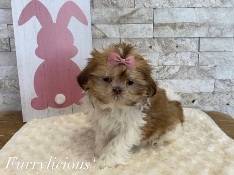 Lana - Shih Tzu