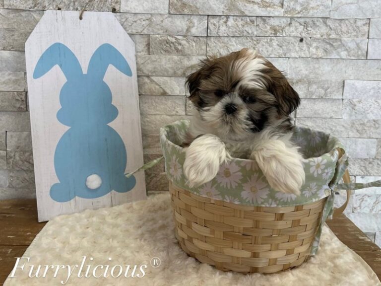 Sterling - Shih Tzu