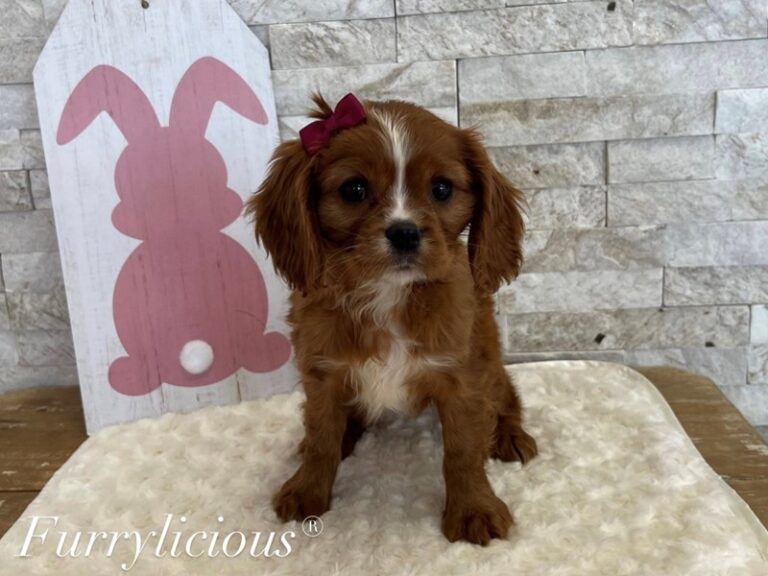 Rose - Cavalier King Charles Spaniel