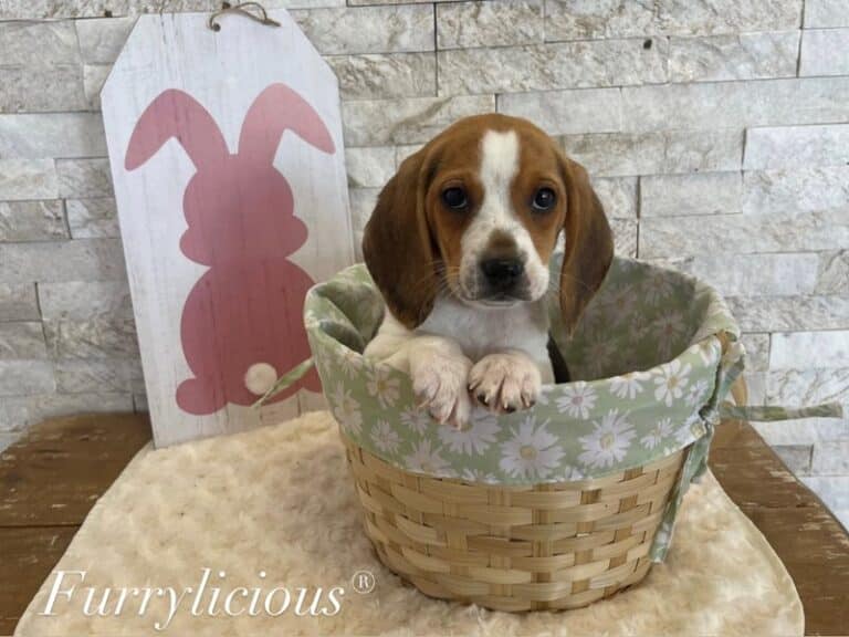 Billie - Beagle