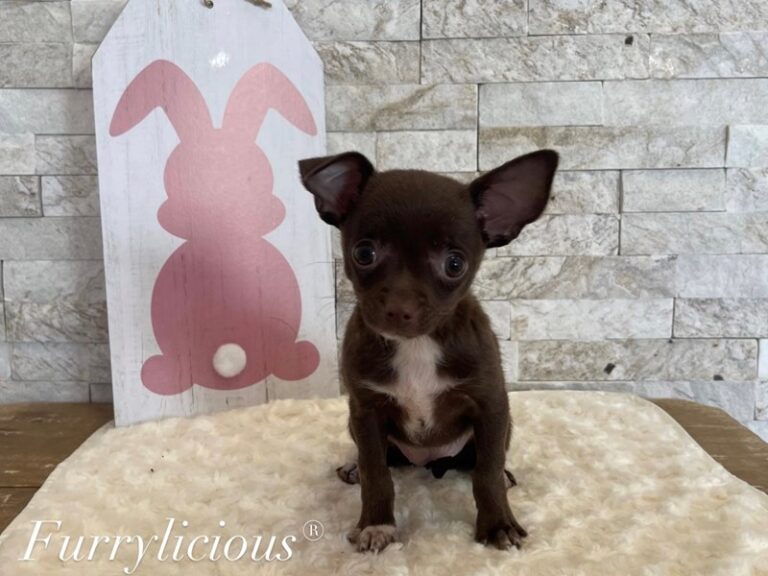 Dixie - Chihuahua
