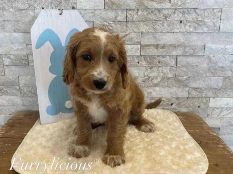 Axel - Goldendoodle Mini 2nd Gen