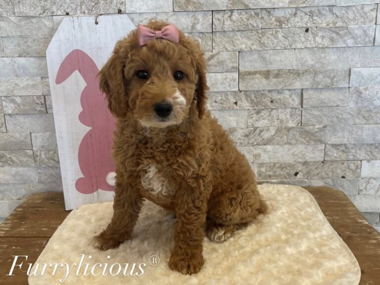 Boop - Goldendoodle Mini 2nd Gen