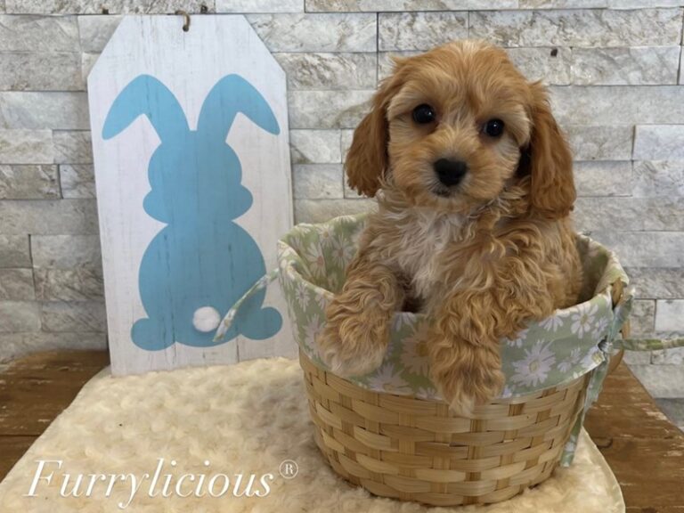 Neo - CavaPooChon