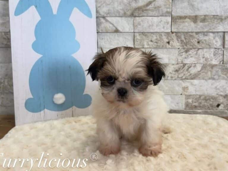 Lenny - Shih Tzu