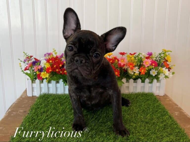 Zoey - French Bulldog