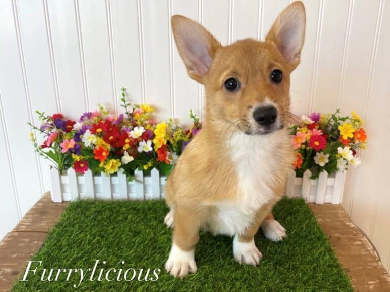 Twinkie - Pembroke Welsh Corgi