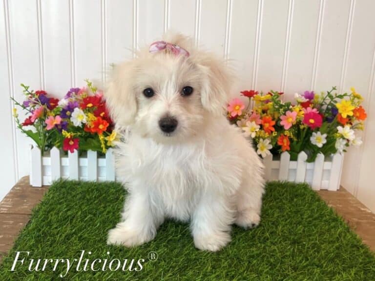 Ameila - Maltese