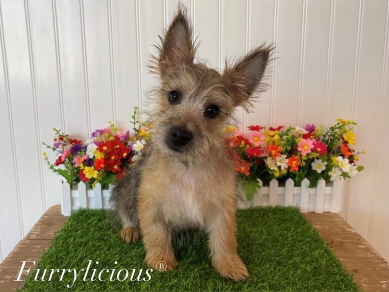 Reggie - Cairn Terrier