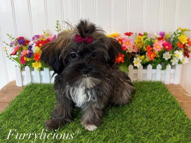 Annie - Shorkie