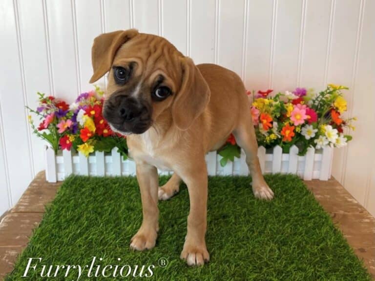 Bitsy - Puggle