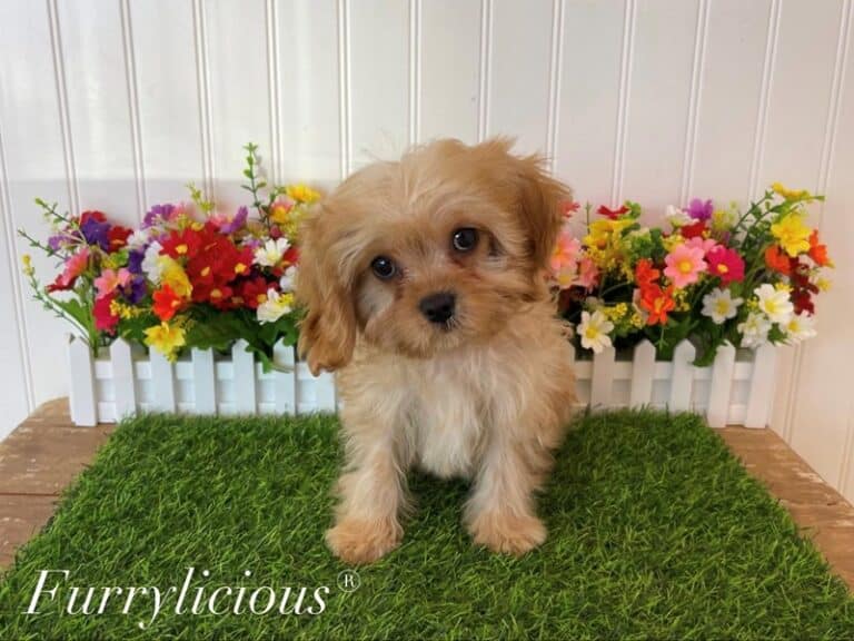 Topper - Cavapoo