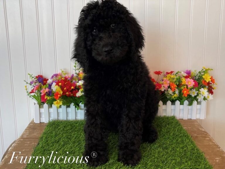 Poodle Moyen - Poodle Moyen