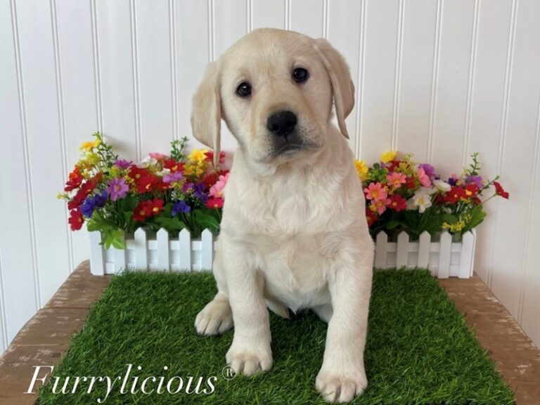 Sandy - Labrador Retriever