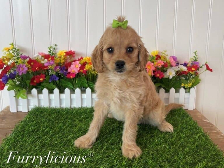 Gypsy - Cavapoo
