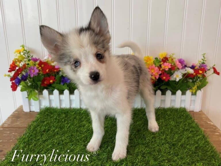 Baxter - Pomsky 2nd Gen