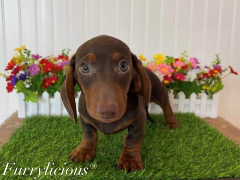 Thomas - Dachshund