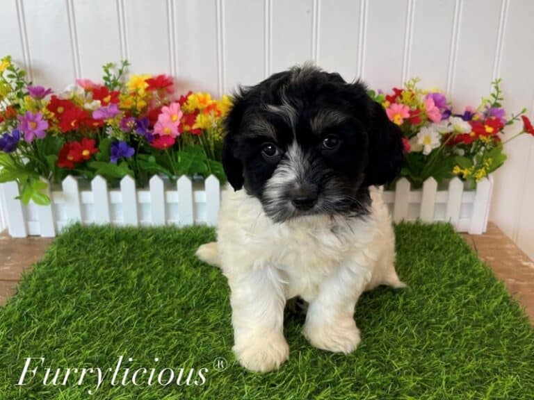 Cosmo - Havanese