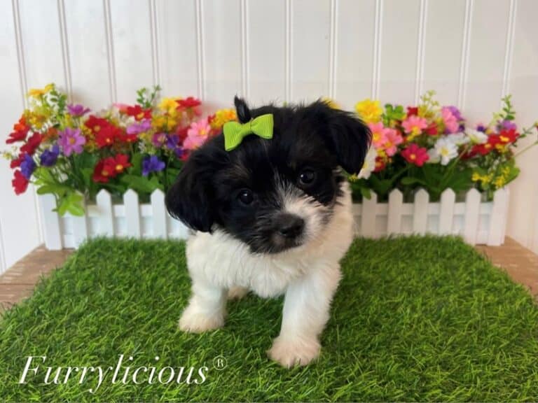 Blossom - Havanese