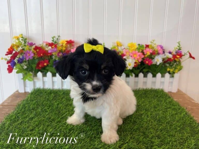 Faye - Havanese