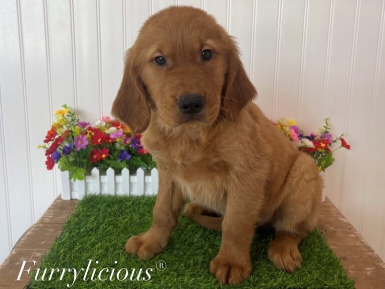 Binx - Golden Retriever