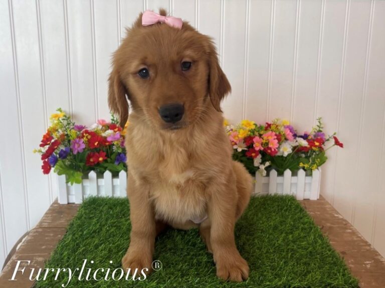 Mabel - Golden Retriever