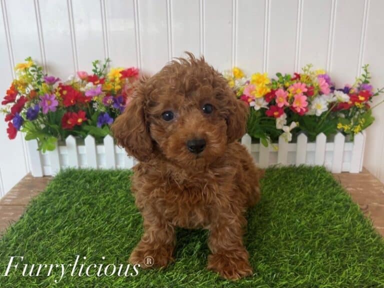 Ryker - Poodle Mini