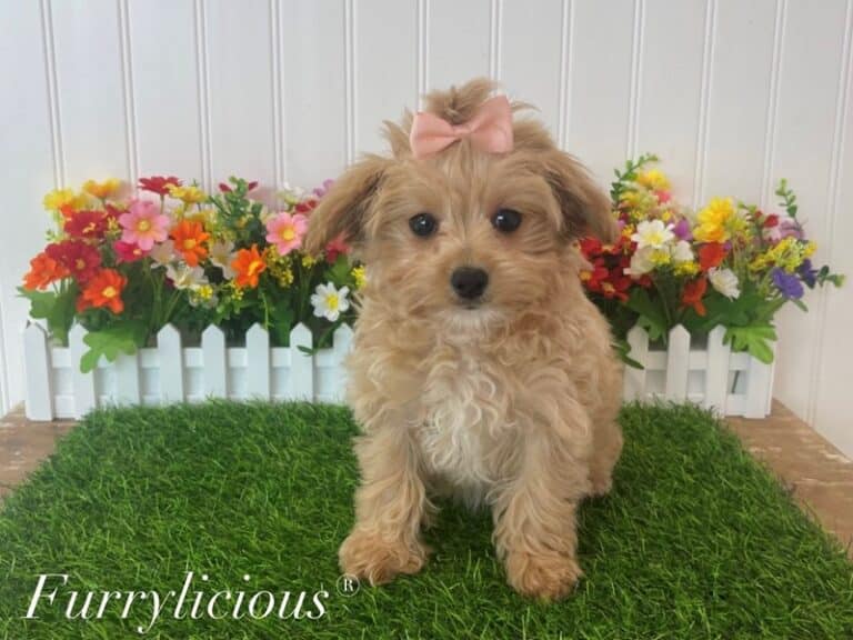 Summer - Maltipoo