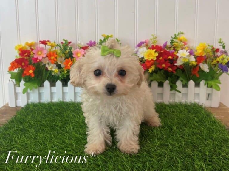 Chloe - Maltipoo