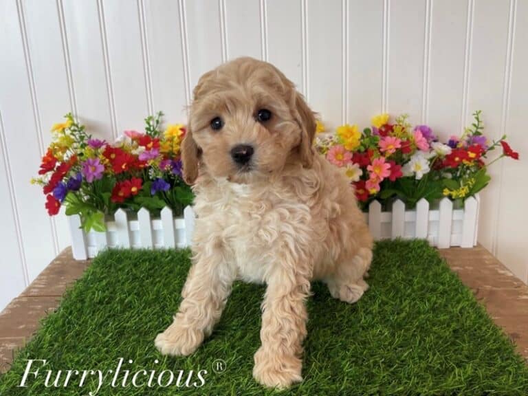 Rocky - Cavapoo