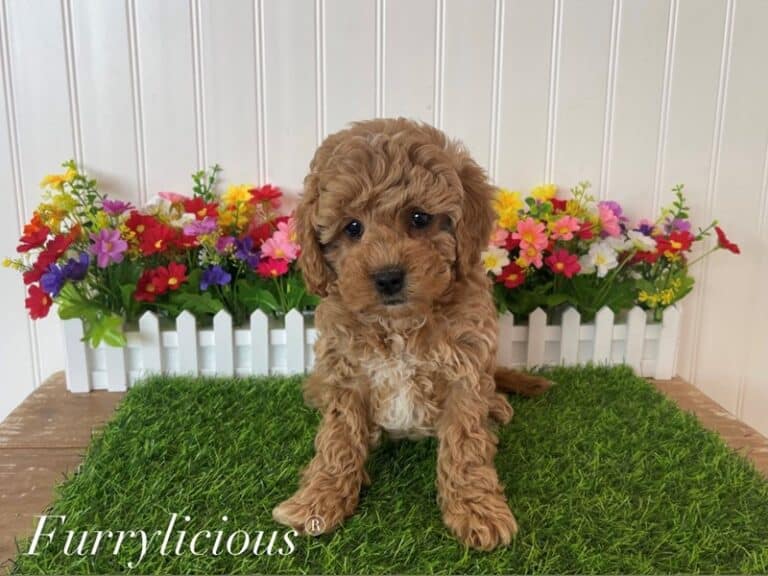 Ryan - Cavapoo