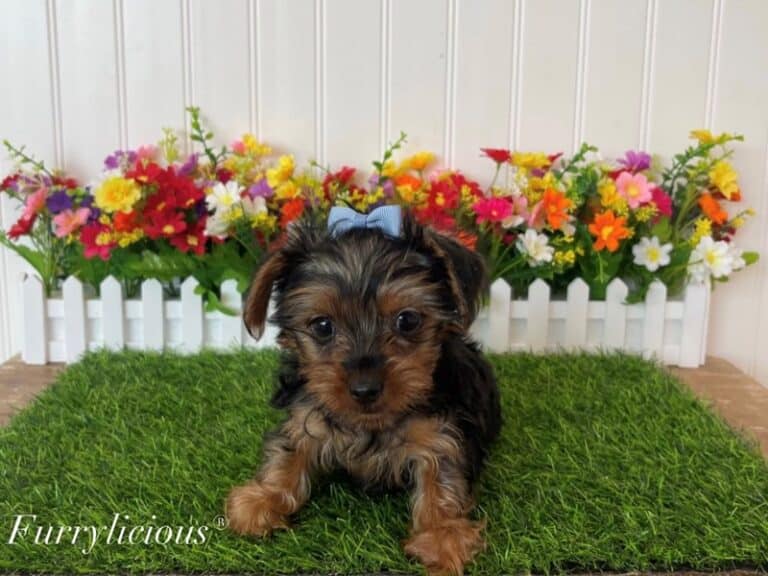 Brandy - Yorkshire Terrier