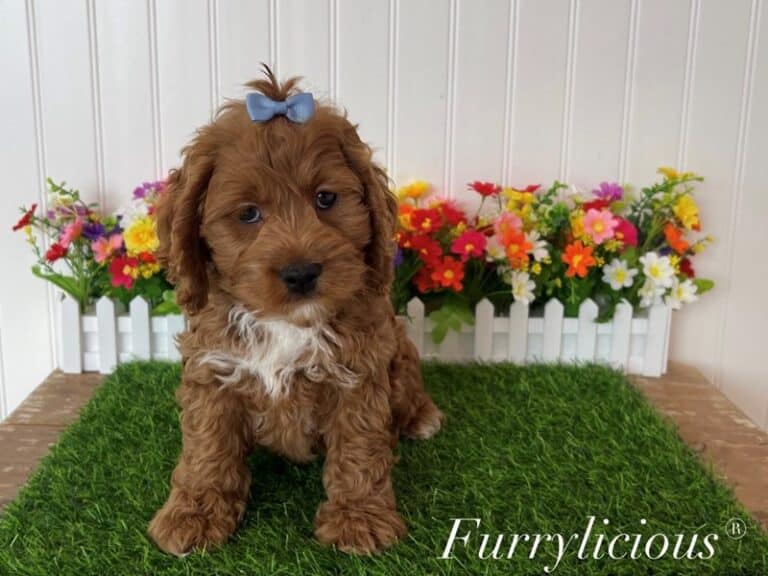 Lucille - Cockapoo