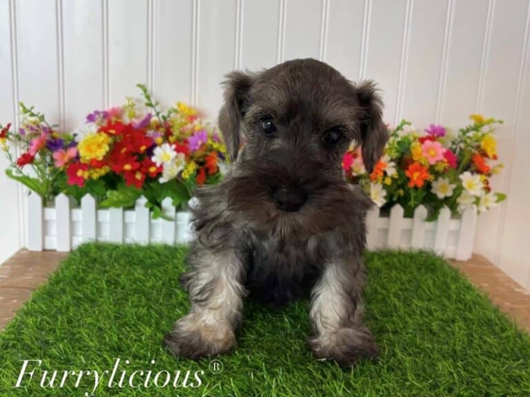 Emmett - Miniature Schnauzer