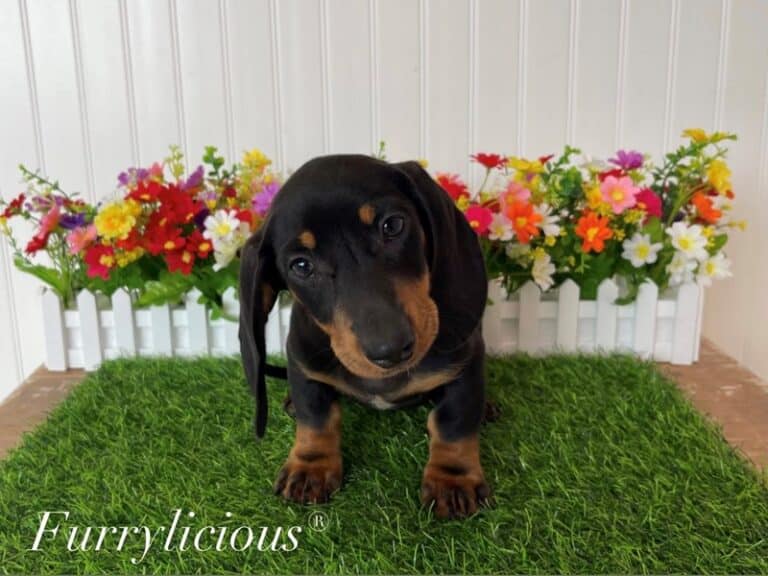 Champ - Dachshund