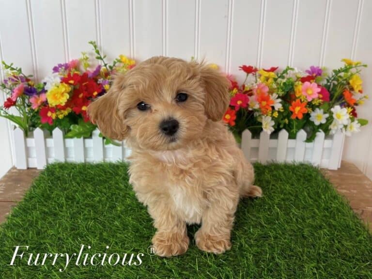 Griffin - Maltipoo