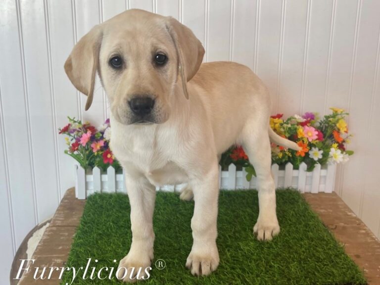 Margo - Labrador Retriever