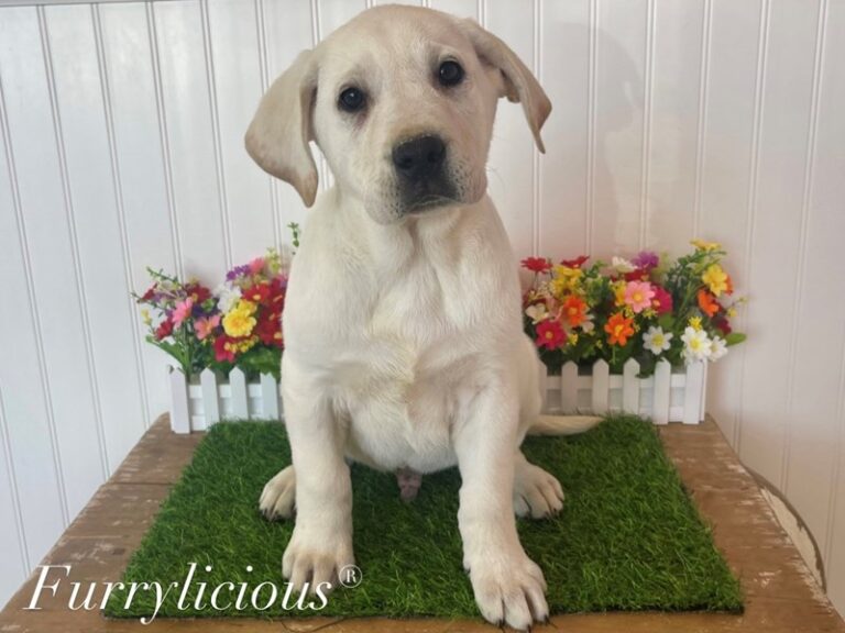 Jasper - Labrador Retriever