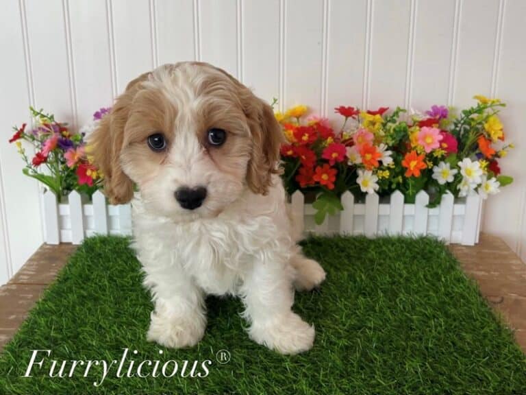 Brody - Cavachon